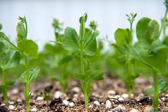 The Bright Side Cocktail