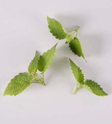 Anise Hyssop