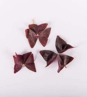 Amethyst Sorrel