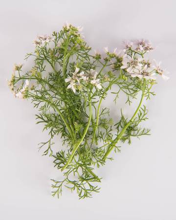 Coriander