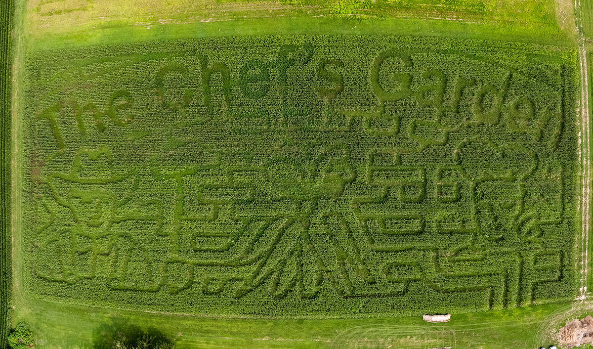 Corn Maze
