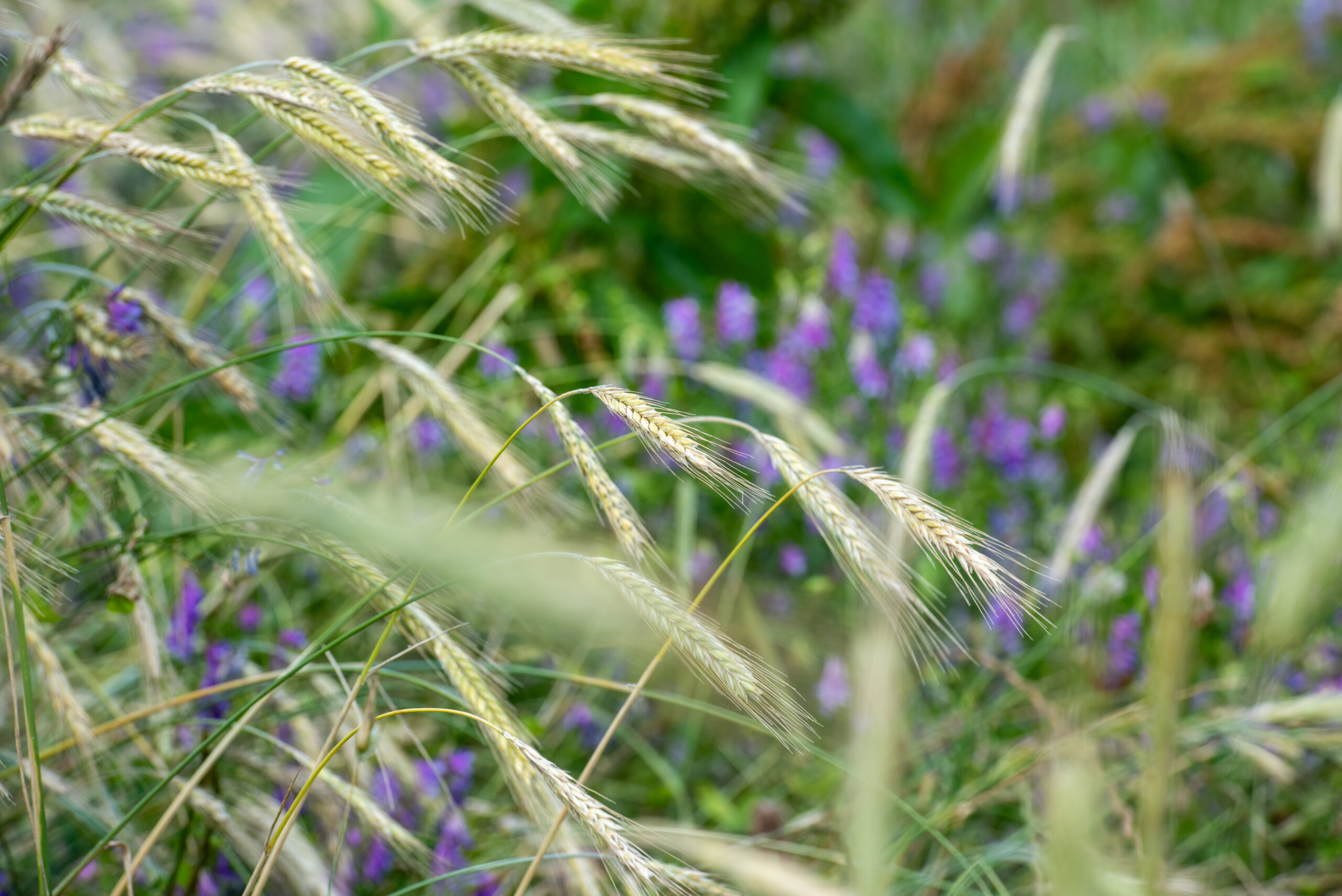 A Beginners Guide to Regenerative Agriculture