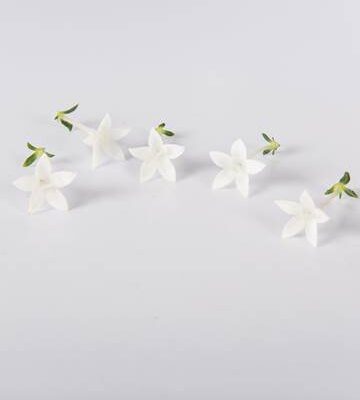 Cream Puff Egyptian Starflower