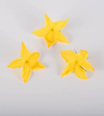 Cucumber Blossoms