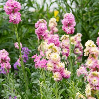 U-Pick Flowers Season Pass