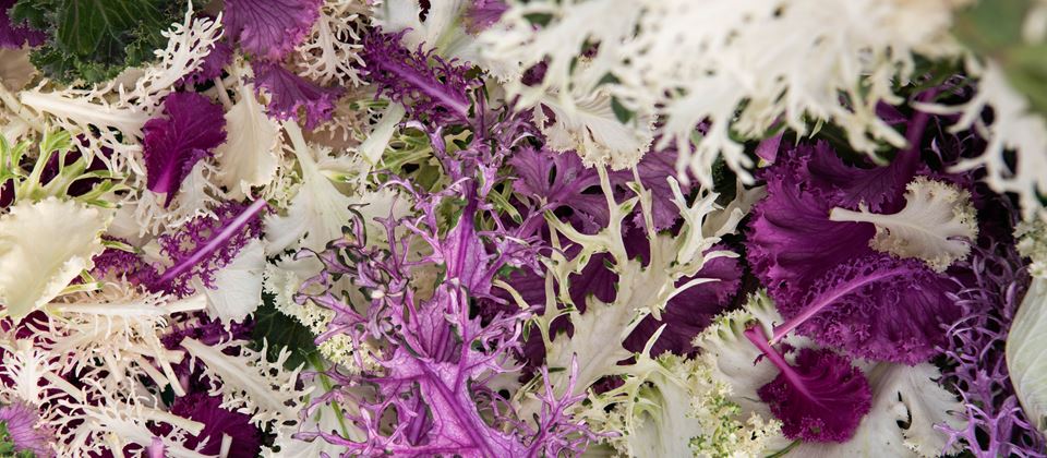 Exploring Exotic Kale With Farmer Lee Jones