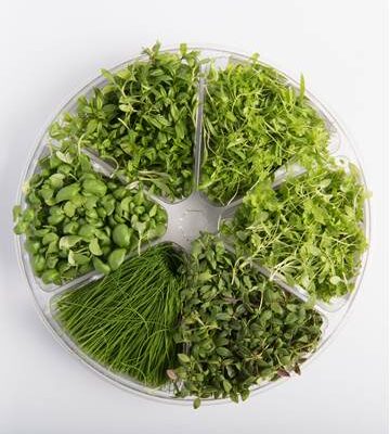 Fines Herbs™ Small Bites