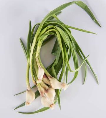Garlic Shoot