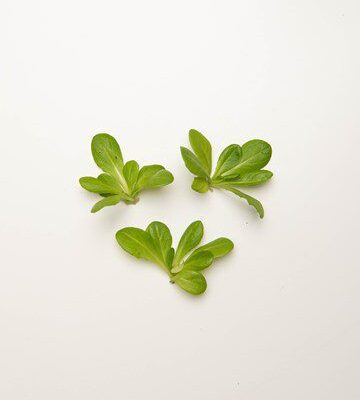 Green Lettuce Rosettes