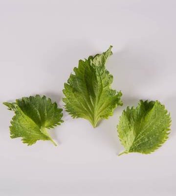 Green Shiso Leaves
