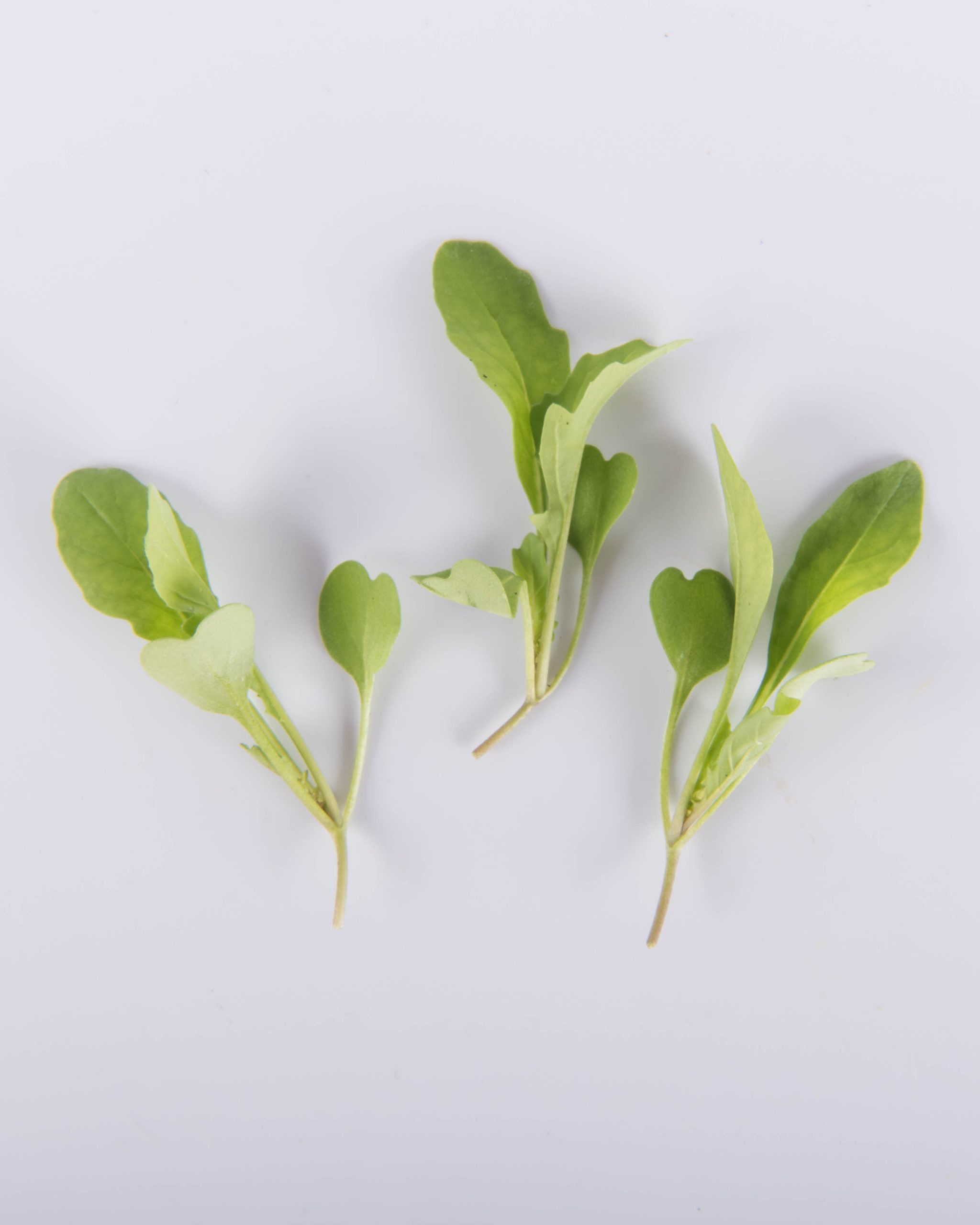 Arugula