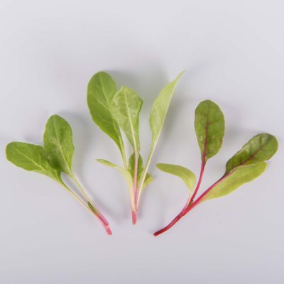 Rainbow Swiss Chard