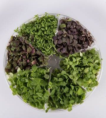 Herbal Sensation™ Small Bites