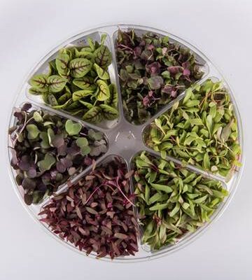 Holiday Blend Small Bites