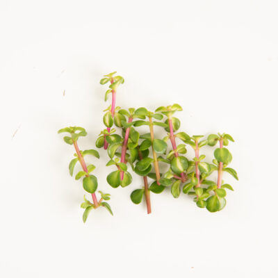 Jade Leaf Purslane