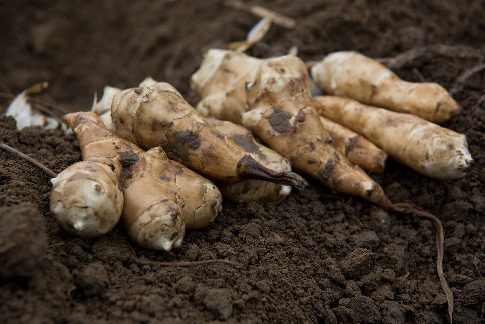 Jerusalem Artichoke: What’s in a Name?