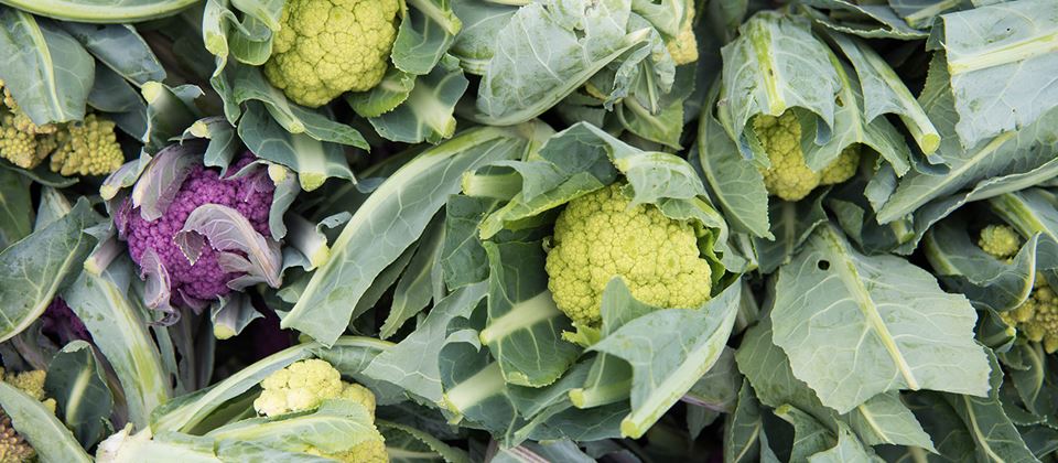 Learning Patience: One Cauliflower Plant at a Time