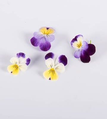 Lemon Plum Cream Johnny