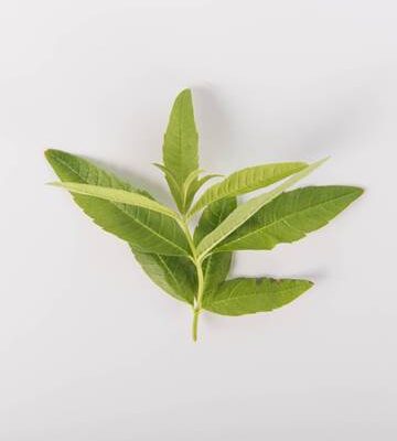 Lemon Verbena