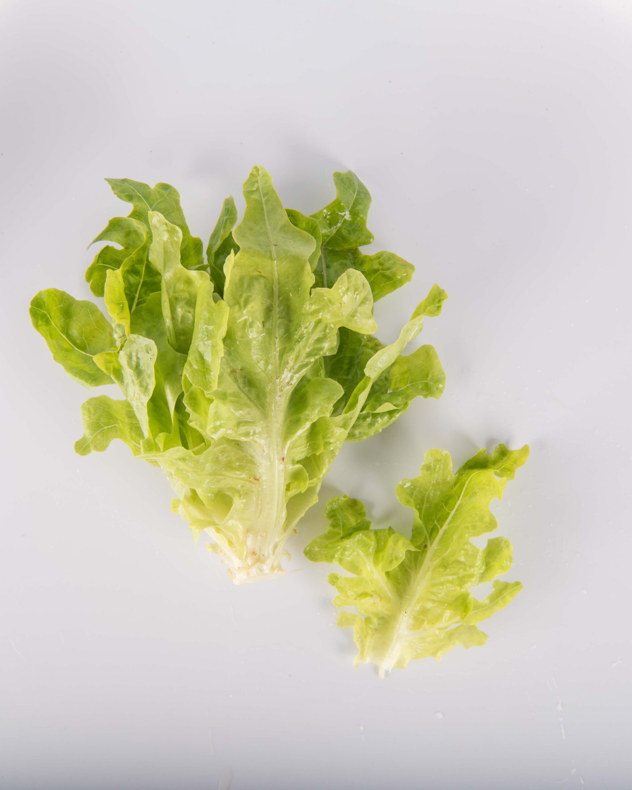Oak Lettuce