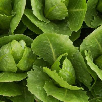 Lettuce