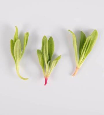 Ruby Crystal Lettuce