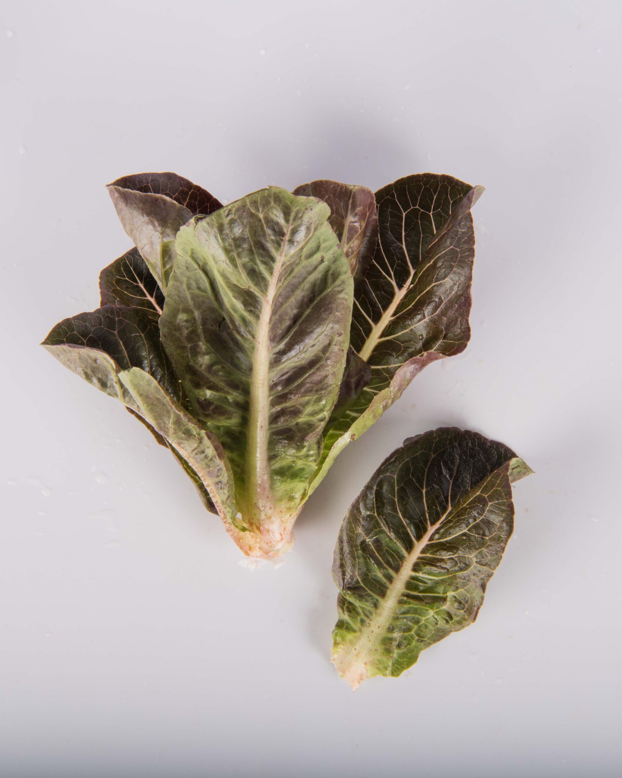 Romaine Lettuce