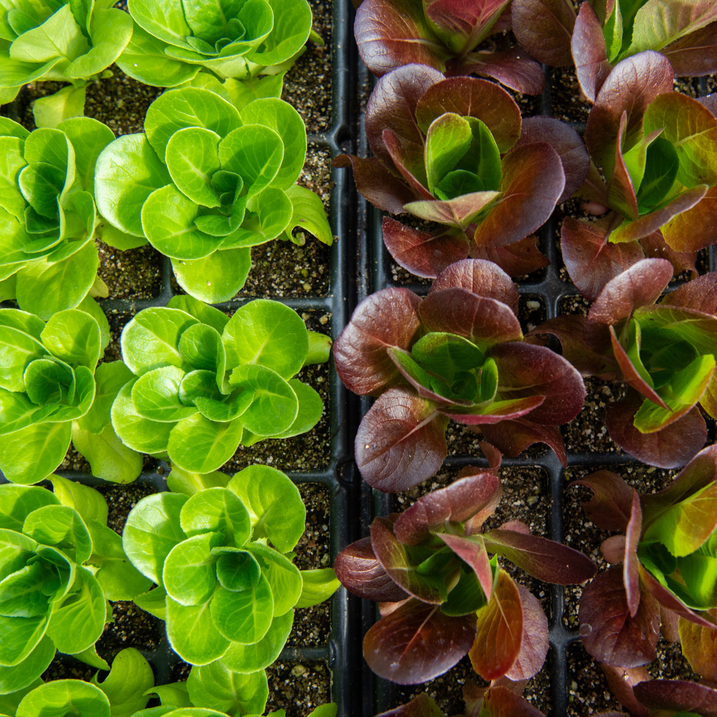 Lettuce-Rosettes Lettuce Rosettes