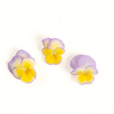 Lilac Lemonade Pansy