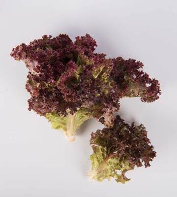 Lolla Rossa Lettuce