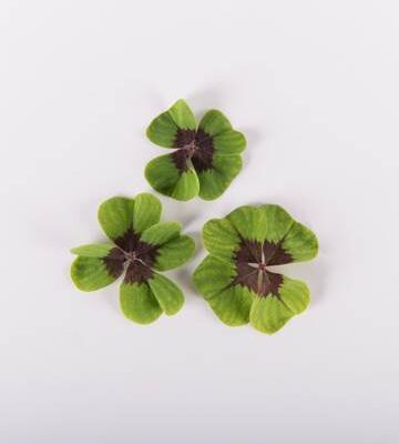 Lucky Clover Sorrel Leaves