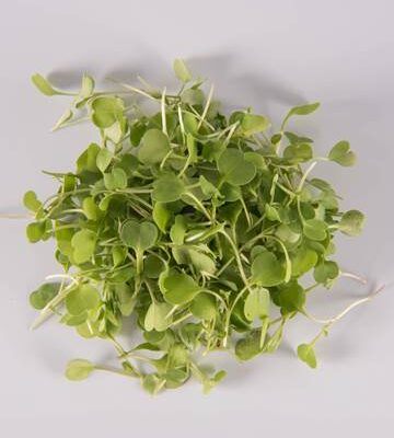 Arugula