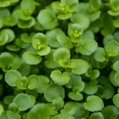 Micro Greens