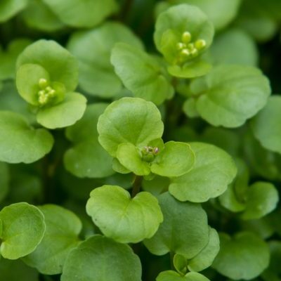 Microgreens