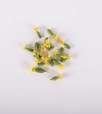 Mini Cucamelons with Bloom