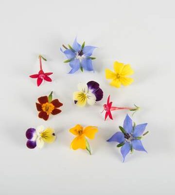 Mini Sorbet Princess