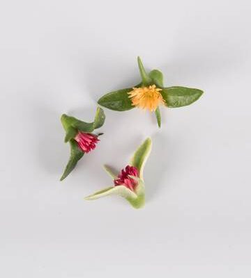 Mixed Crystal Lettuce Blooms