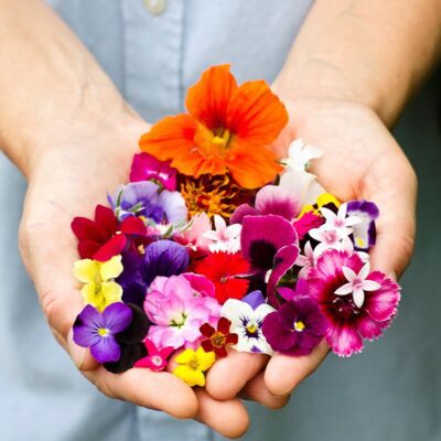 Edible Flowers
