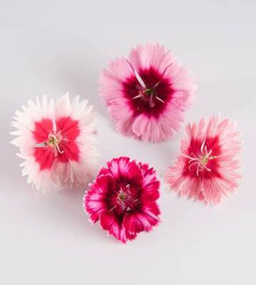 Mixed Frilled Dianthus
