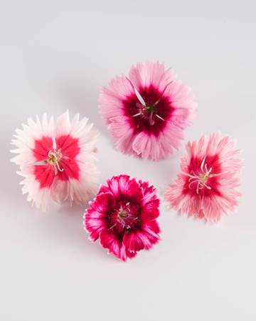 Dianthus