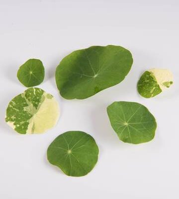 Mixed Nasturtium Leaves