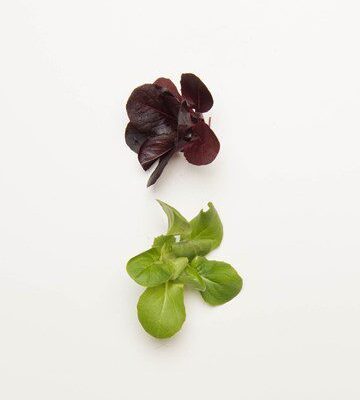 Mixed Lettuce Rosettes