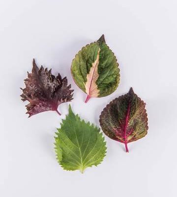 Mixed Shiso Leaves