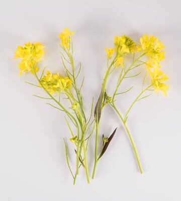 Mixed Mustard Blooms