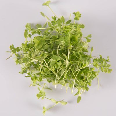 Traditional Parsley