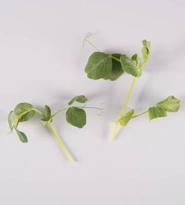 Pea Tendrils