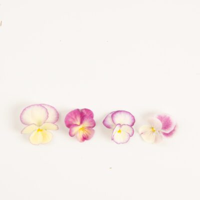 Plum Banana Cream Pansy