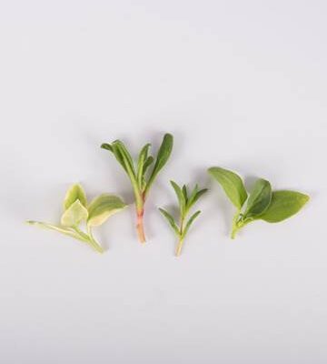 Crystal Lettuce Quartet