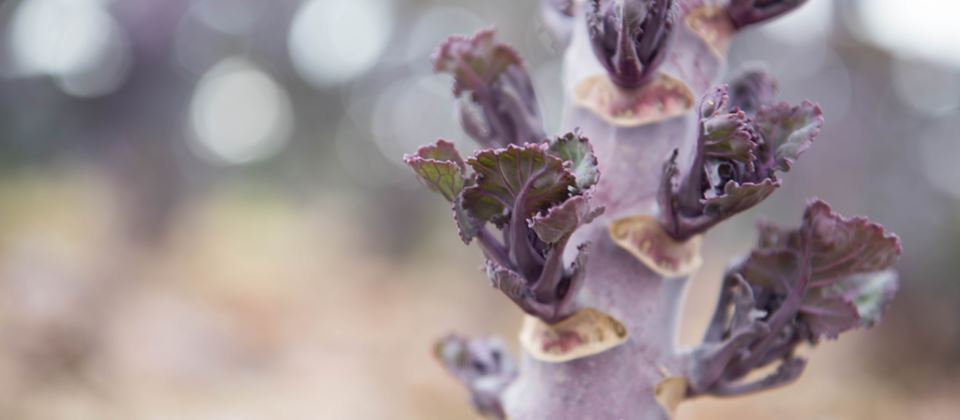 Quick Quiz About the Amazing Kalettes!