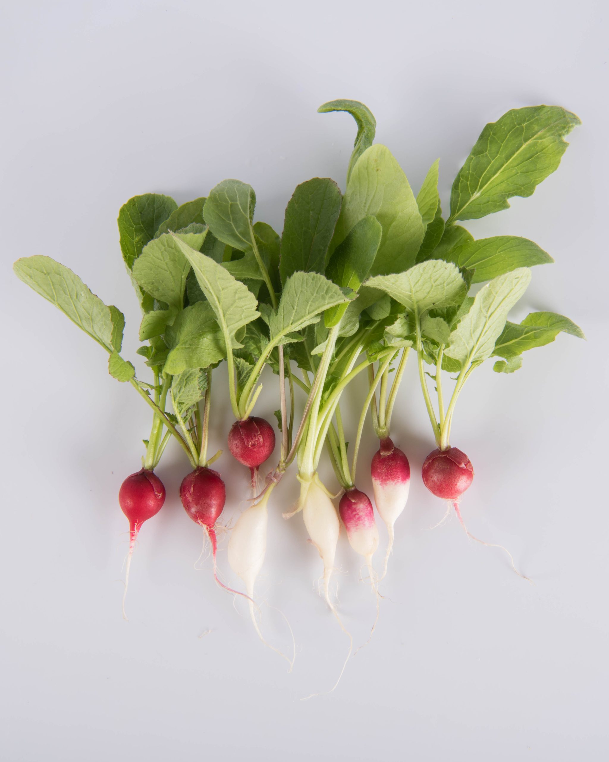 Radish